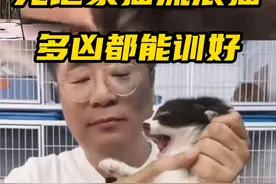无论家猫还是流浪猫，不粘人的猫猫这样科学训练！ #猫咪 #训喵 #猫咪咬人 #猫不亲人视频封面