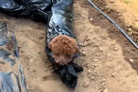 养狗千日 用狗一时 狗子狂奔帮主人拉地膜 @烟台农场主大人视频封面