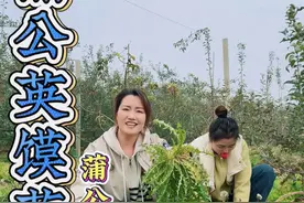 这样做的蒲公英馍花风味独特，炒出来的茶喝着特别香。 #农村日常生活 #我的乡村生活 #农村美食 #农村野菜 #乡村味道视频封面