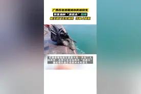 广西百色澄碧湖水库被放生有害鱼种“清道夫”后续：当事人道歉。9月14日，当地相关部门组织围捕 #万万没想到 #你怎么看 #这操作都看傻了 