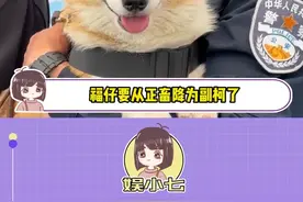 福仔：“抢一根烤肠还奖励两根烤肠？！训导员：扣你两个罐罐！#福仔 #狗狗 #警犬视频封面