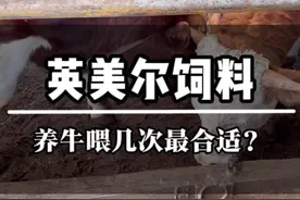 养牛一天要喂几次最好，怎么喂？ #牛羊养殖 #牛羊饲料 #育肥牛 #养牛人 #服务三农支持三农视频封面