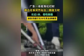 【市民等红灯时路边花基钻出眼镜王蛇】 #广东dou知道 #佛山dou知道 #深圳dou知道视频封面