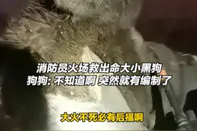 命大小黑狗火场中获救后喜提新家。#天津消防 #救援第一线 #狗狗的心思都写在脸上了 #狗狗视频封面