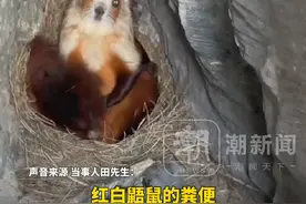 灵兽飞鼠在家门口被掏粪一脸懵，当事人：每月采800斤粪便能卖1万多元，需从悬崖边放绳下去采 一般人做不了（来源：@卫生员 ）视频封面