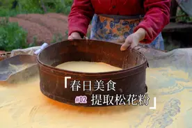 春日美食之：提取松花粉！采用传统水沉法提取松花粉。视频封面