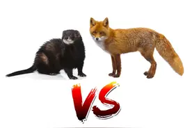 狐狸怒怼渔貂#动物 #野生动物零距离 视频封面
