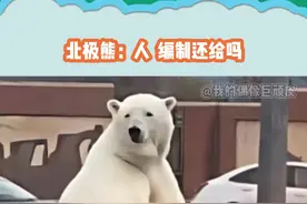 熊熊：咋才来接我啊，我都坐路边俩小时了#北极熊视频封面