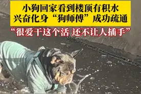 这技能都会？小狗回家看到楼顶有积水，在主人的夸奖声中兴奋化身“狗师傅”成功疏通，主人：它很爱干这个活，还不让人插手。#狗狗成精了 #狗狗的迷惑行为视频封面