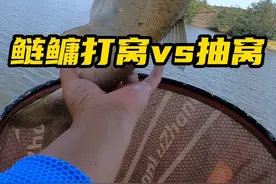 钓鲢鳙打窝好还是抽窝更好，对比试钓后结局意外#浮钓鲢鳙 #钓技钓法  #钓鱼测试 #钓鱼知识 #钓鲢鳙技巧