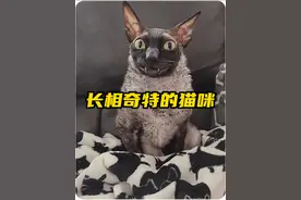 这些猫咪的长相太搞笑了，一个比一个奇葩！ #神奇动物在抖音 #萌宠 #猫咪表情包