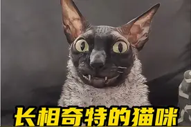 这些猫咪的长相太搞笑了，一个比一个奇葩！ #神奇动物在抖音 #萌宠 #猫咪表情包