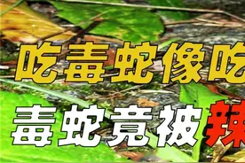 刺猬吃蛇细嚼慢咽，刺猬是毒蛇克星？满身尖刺却被狐狸当作辣条！ #动物科普#刺猬#野生动物#涨知识