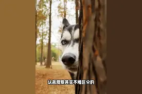 阿拉斯加为什么跟哈士奇长得那么像 #萌宠出道计划 #阿拉斯加 #哈士奇