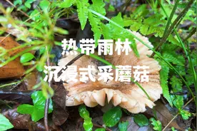 六月的雨最适合采蘑菇#沉浸式 #采蘑菇 #解压 #红伞伞白杆杆视频封面