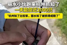 丽水小伙跑来杭州抓知了，一天净赚2000多元 他和好友一天能捉12-15斤，近2000只，三五秒粘一只的速度（按照丽水市场价180元一斤，一天净赚2000多元）。