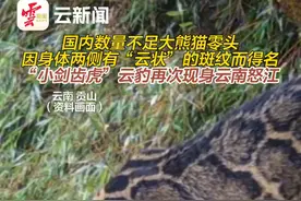 “小剑齿虎”云豹再次现身云南怒江视频封面