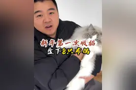 新年的第一次外出收猫 看看能否成功盘下！#壮实说猫 #布偶猫