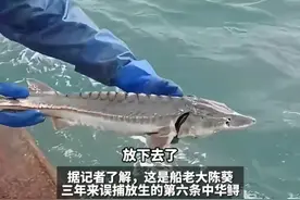 宁波渔民误捕“水中大熊猫”，果断放归大海！该中华鲟重约5斤 长0.8米#宁波新闻 #放生 #海洋