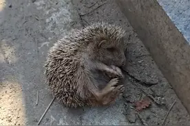 蜱虫爬满刺猬全身，女子细心用镊子一个个帮拔除#蜱虫  #刺猬视频封面