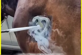 给动物身上做标记的方法，液氮烙印法 给动物身上做标记的方法，液氮烙印法#科普 #有趣的冷知识 #液氮烙印法 视频封面