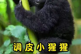 有趣的大猩猩一家#猩猩 #动物世界视频封面