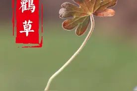 遍布全国的老鹳草在冬天有着别样的美感。 同时也蕴藏着不可忽视的力量。#植物科普 #药用植物 #老鹳草 #中草药 #内容启发搜索视频封面