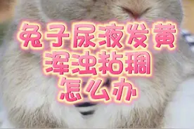 兔子尿液发黄浑浊粘稠怎么办？#宠物兔视频封面