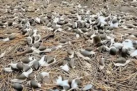 我国泛滥成灾的两大类物种，中国吃货们都害怕，专家称难以清理视频封面