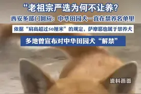 “老祖宗严选为何不让养？西安多部门回应中华田园犬被禁养 （潇湘晨报）