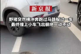 #野猪突然横冲奔跑过马路躲过一车#最终撞上小车飞出躺地一动不动视频封面