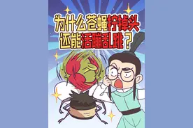 为什么苍蝇手欠把头拧掉还能活蹦乱跳？ #原创动画 #冷知识 #苍蝇#科普 #科普知识视频封面