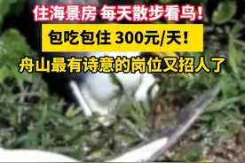 包吃包住 300元/天！住海景房 每天散步看鸟！舟山最有诗意的岗位又招人了#工作 #舟山 #动物 #同城热门