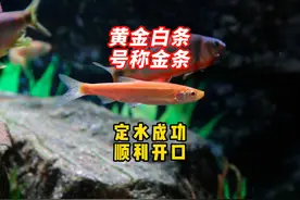 变异红眼黄金白条定水成功并顺利开口进食，大家给取名“金条”！视频封面