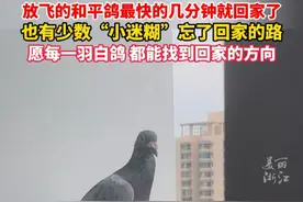放飞的和平鸽最快的4分钟就回家了，也有少数“小可爱”至今还在外闲逛，希望它们顺利回家。#抗战胜利80周年  #我们的胜利视频封面