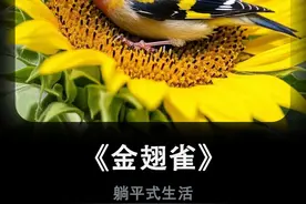 向日葵上的鸟为何会装死？他就是奇怪金翅鸟#金翅鸟 #科普 #动物科普 #涨知识视频封面