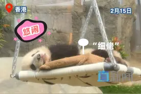 港产大熊猫龙凤胎明天公开亮相 2月15日，中央赠港大熊猫“盈盈”诞下的龙凤胎熊猫迎来半岁生日。当天上午，海洋公园为它们举行亮相仪式。这对龙凤胎熊猫于2024年8月15日出生，香港市民亲切称呼雌性幼崽为“家姐”，雄性的则是“细佬”，这对龙凤胎的诞生是首次有大熊猫成功在香港“开枝散叶”。#港产大熊猫龙凤胎亮相视频封面