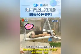 港产大熊猫龙凤胎明天公开亮相 2月15日，中央赠港大熊猫“盈盈”诞下的龙凤胎熊猫迎来半岁生日。当天上午，海洋公园为它们举行亮相仪式。这对龙凤胎熊猫于2024年8月15日出生，香港市民亲切称呼雌性幼崽为“家姐”，雄性的则是“细佬”，这对龙凤胎的诞生是首次有大熊猫成功在香港“开枝散叶”。#港产大熊猫龙凤胎亮相视频封面