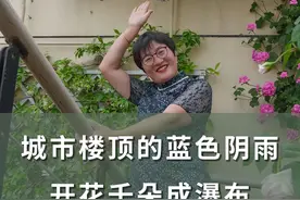 种在城市楼顶的蓝色阴雨 来自花友幸福姐姐，实现开花上千朵~#月季 #蓝色阴雨 #花园生活 #青dou计划 #海蒂的花园 @抖音短视频视频封面