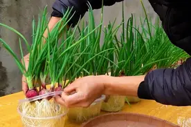 用完餐盒不要扔，拿来水培小香葱，随吃随割多茬采收！视频封面