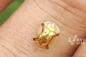 “黄金甲虫”一只拍卖到20万？专家：“市场价格几块到二三十块钱，是广泛分布在南方的害虫”视频封面