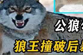 公狼勾引狼王老婆，狼王撞破后暴力将其分开，不料越拽越紧 #公狼 #狼王 #低级狼视频封面
