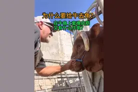 为什么要给牛去角？在牛角上套橡皮筋又有什么作用？ #牛角 #科普 #涨知识