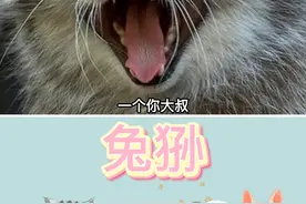 兔狲，外号“狲思邈”
#萌宠 #神奇动物在抖音 #动物的迷惑行为 #动物趣事 #萌宠出道计划 #兔狲#藏狐#狲思邈#4秒#搞笑动物 #冷知识 #奇妙的动物 