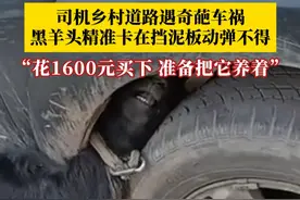 这是怎么做到的？司机乡村道路遇奇葩车祸，黑羊头精准卡在挡泥板动弹不得，随后将羊解救出来。当事司机：花1600元买下，准备把它养着。#奇葩车祸 #黑山羊 #怎么做到的视频封面