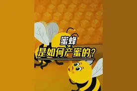 蜜蜂是如何产蜜的？#涨知识 #蜜蜂 #蜂蜜