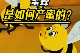 蜜蜂是如何产蜜的？#涨知识 #蜜蜂 #蜂蜜视频封面