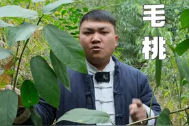 都知道五指毛桃是好东西，但是户外遇见，你们真的能认得出来吗#一日一植物 #植物科普 #采药人 #野生药材 #五指毛桃视频封面