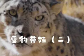 雪豹达娃的猎物被抢，领地被占，入侵者带着三个儿子来复仇视频封面