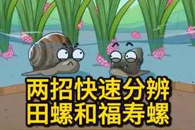 两招快速分辨田螺和福寿螺 #有趣的知识又增长了 #乡村守护人 #科普一下 #三农流量扶持计划 #动漫编年史